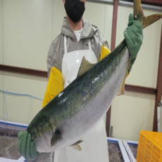 대방어 자연산 방어회 방어 한마리 반마리, 특대방어 11-12kg 한 마리 (22인분)