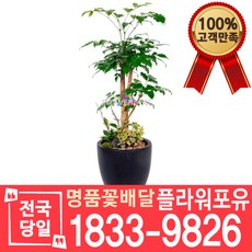 미용실개업화분