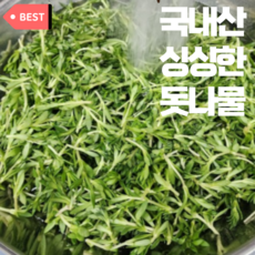 국내산 싱싱한 돌나물 생 돗나물 돈나물 400g 1kg 1.2kg 2kg 4kg