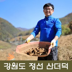 산더덕(중품) 강원도정선더덕 더덕 흙더덕 더덕구이 더덕튀김 산골더덕5년근, 개, 1kg
