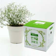자체브랜드 슬로시 안개꽃 깨끗한마음 씨앗 꽃집사 재배세트