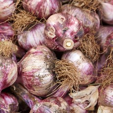 마늘한접가격-추천-상품