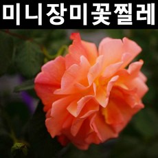 cedfdd24a68b17742cb09713e3389dc875d9cfdddb9cc8348974d1270f91.jpg