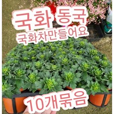 동국 감국 10개/올겨울 따뜻한 국화차 만들어드세요