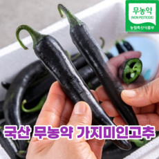 영양햇고추