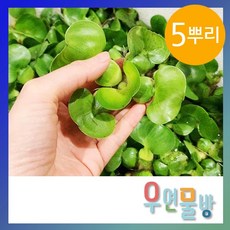 [우연물방] 부레 옥잠 (5뿌리) - 수초용품 어항수초 부상 수초, 1개