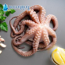모리타니아문어