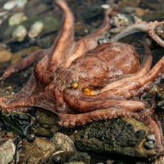 얌테이블돌문어