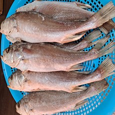 침조기