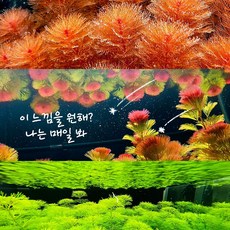 레드카붐바