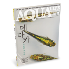 2023 아쿠아라이프 11월호 [메다카 무한한 가능성], 단품, 단품