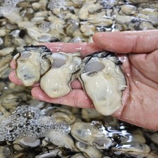 통영 산지직송 당일채취 작업 제철 생굴 깐굴 1kg, 1개, 생굴 5kg