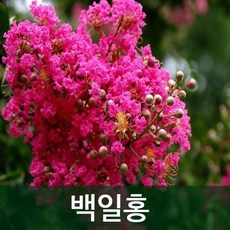 배롱나무키우기