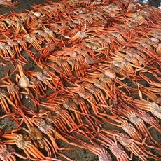 동해안 홍게 제철홍게 박달홍게 자숙홍게 살이꽉찬 홍게, 연지홍게 12미내외