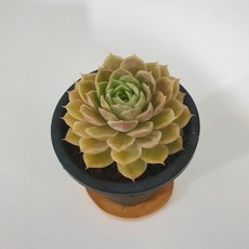 다육식물/다육이 국민다육 온슬로우 자연군생 묵은둥이 (랜덤배송)