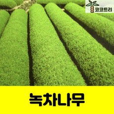 녹차나무(차나무) 5치포트