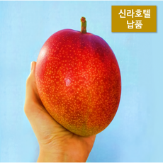 [신라호텔 납품] 1등 제주 애플망고 특등급 2kg 3kg 가정용 선물용