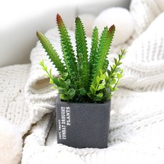 다육식물 조화 선인장 미니 다육이 홍채각 1p