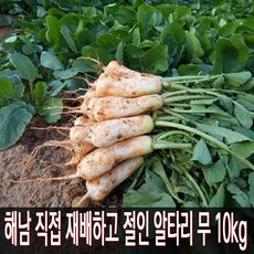 해남 직접 재배하고 절인 알타리무 10kg, 1박스, 11월 12일 출발 11월 13일 도착