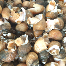 동해안 흑골뱅이 2종, 1개, 1kg (20-40미)