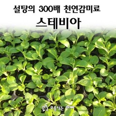 [모종심는아빠] 설탕의 300배 천연감미료 스테비아 허브모종, 3개