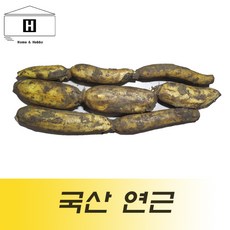 국산연근채