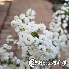 조팝나무 TOP01