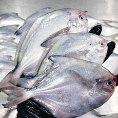 국산 병어 횟감 생물병어 손질병어 급냉 생물 참병어, 1개, 급냉 병어 2kg(12-18미)