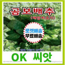 [OK씨앗] [곰보배추(배암차즈기)] 배추씨앗(오케이씨앗), 1개
