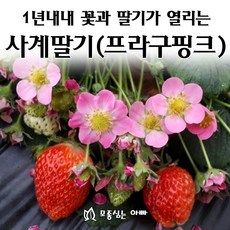 [모종심는아빠] 1년내내 꽃이피고 딸기가 열리는 사계딸기 프라구 핑크 분홍꽃, 3개