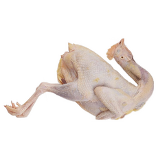 (배터짐) 영양만점 토종 꿩고기 까투리 (일요일&당일발송), 700g 내외, 1개