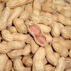 건어물광장 피땅콩 부럼, 500g, 1개