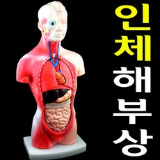 인체해부모형