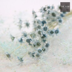 THE VOM 스타플라워와 안개 꽃다발-프리저브드, 블루, 1개