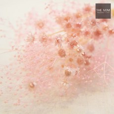 THE VOM 스타플라워와 안개 꽃다발-프리저브드, 핑크, 1개