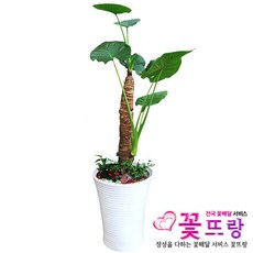 알로카시아키링
