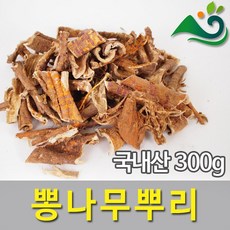 뽕나무분재