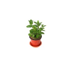 그린플랜트 스피아민트 공기정화식물 화분 최다종, 1개