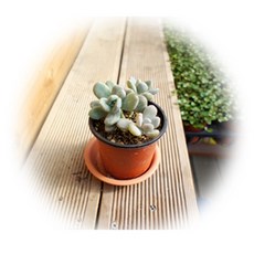 석연화