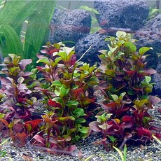 PRFISH 알테난데라카디날리스 SP, 1개, 5촉, 1개