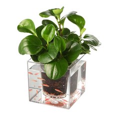 원씨스터 인테리어화분어항, 1개, 12cm×12cm