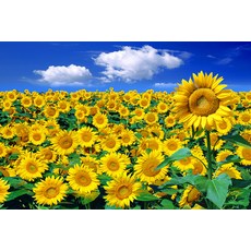 해바라기들판3 1000피스 직소퍼즐 PL1178