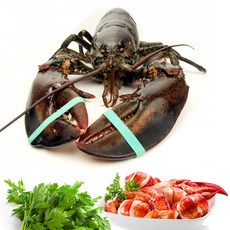 이강크랩 살아있는 활 바다가재 랍스타 500g~1.2kg, 500g, 1개