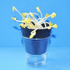콩나물키우기5인용