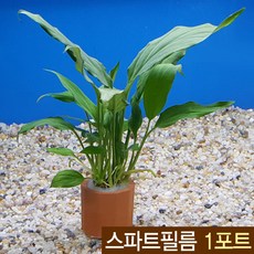 키우기쉬운애완동물