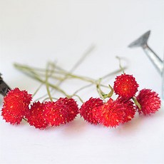 홍대플라워바이네이키드pkg