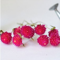 홍대플라워바이네이키드pkg