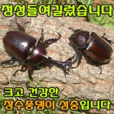 벅스킹 장수풍뎅이 성충 암컷 소