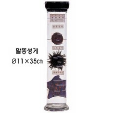 말똥성게