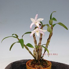 사자기사의성